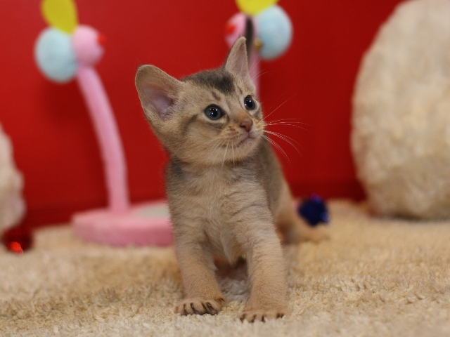 アビシニアンの子猫画像