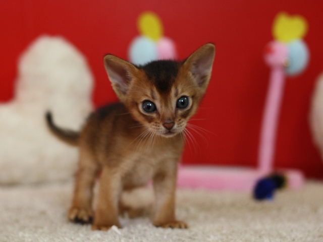 アビシニアンの子猫画像