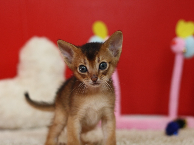 アビシニアンの子猫画像