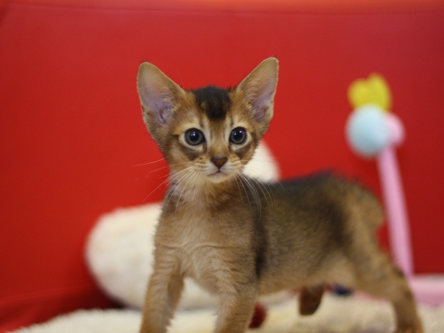 アビシニアンの子猫画像