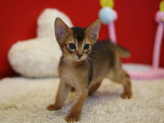 アビシニアンの子猫画像