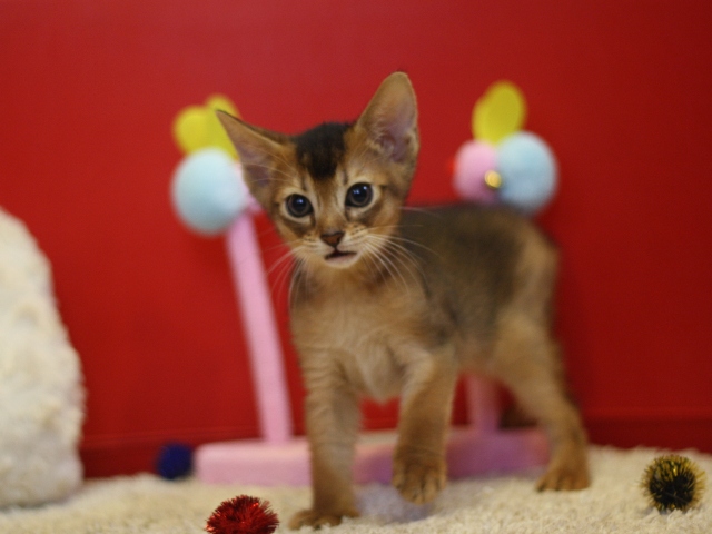 アビシニアンの子猫画像