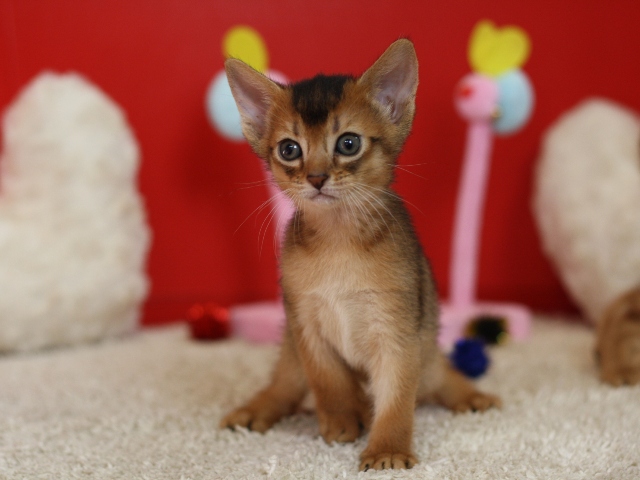 アビシニアンの子猫画像