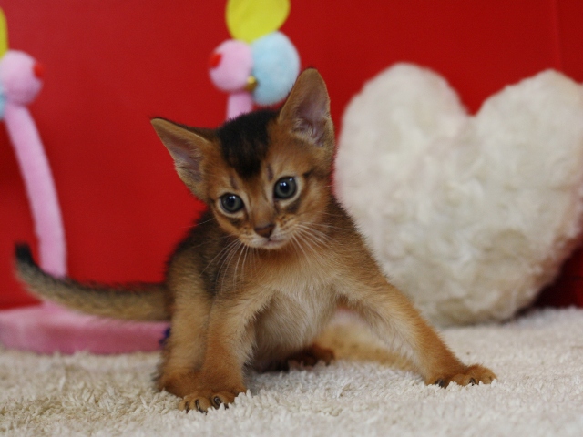 アビシニアンの子猫画像