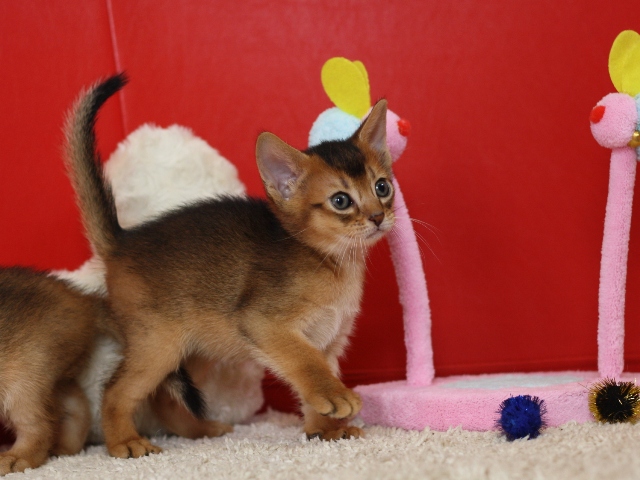 アビシニアンの子猫画像