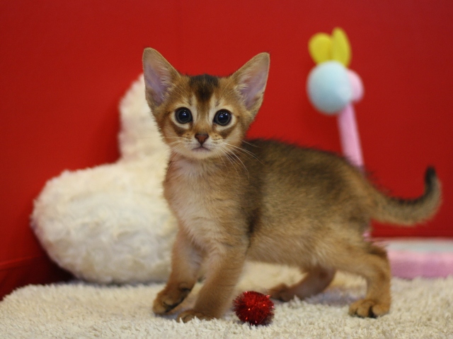 アビシニアンの子猫画像