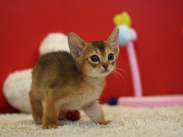 アビシニアンの子猫画像