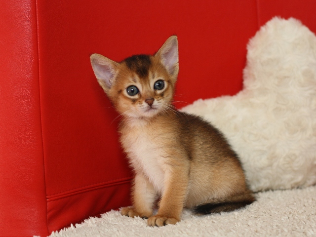 アビシニアンの子猫画像
