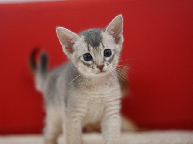 アビシニアンの子猫画像