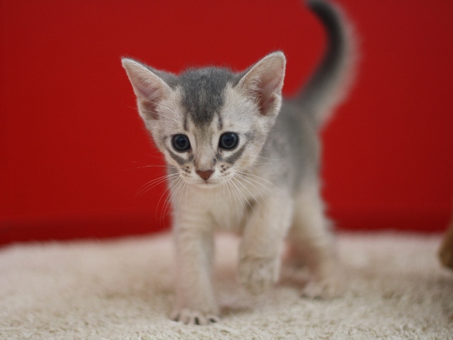 アビシニアンの子猫画像