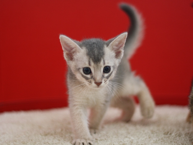 アビシニアンの子猫画像