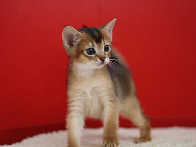 アビシニアンの子猫画像