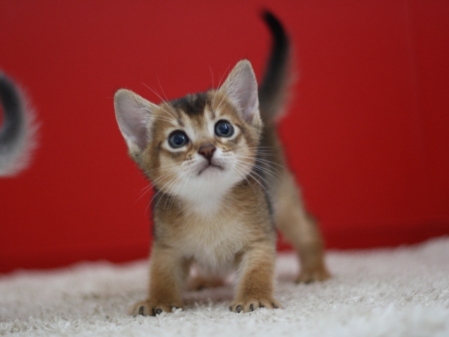 アビシニアンの子猫画像