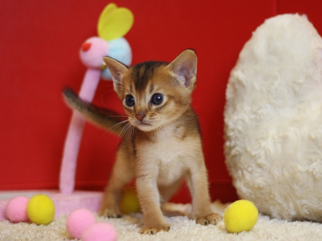 アビシニアンの子猫画像