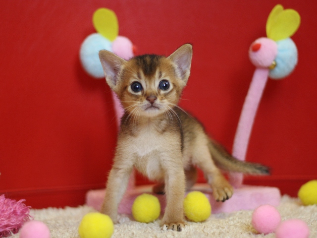 アビシニアンの子猫画像