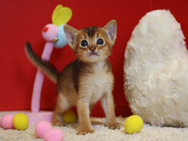 アビシニアンの子猫画像