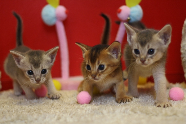 アビシニアンの子猫画像
