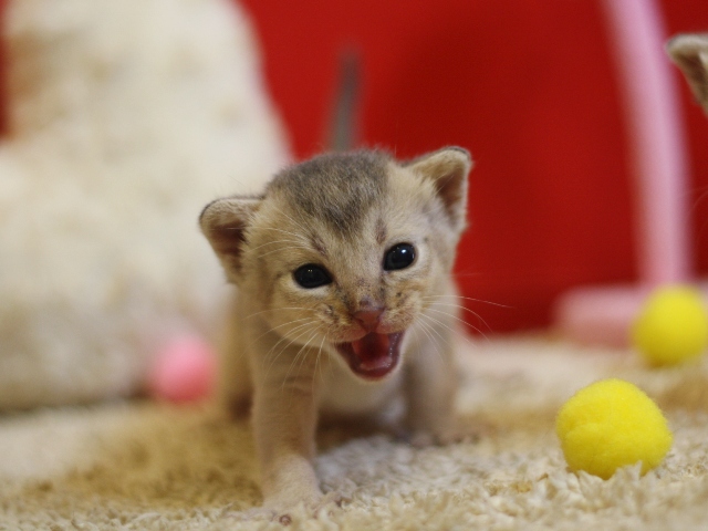 アビシニアンの子猫画像