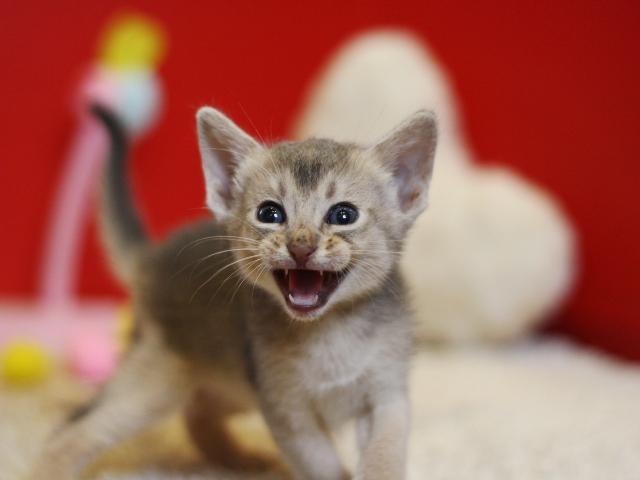 アビシニアンの子猫画像