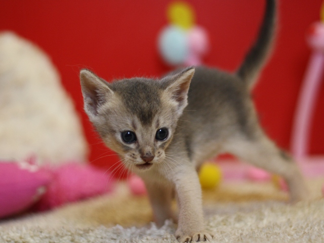 アビシニアンの子猫画像
