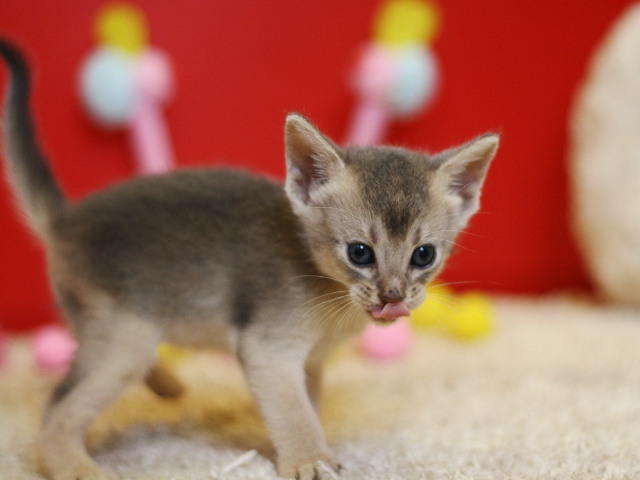アビシニアンの子猫画像