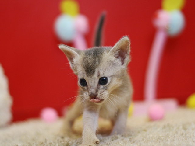 アビシニアンの子猫画像