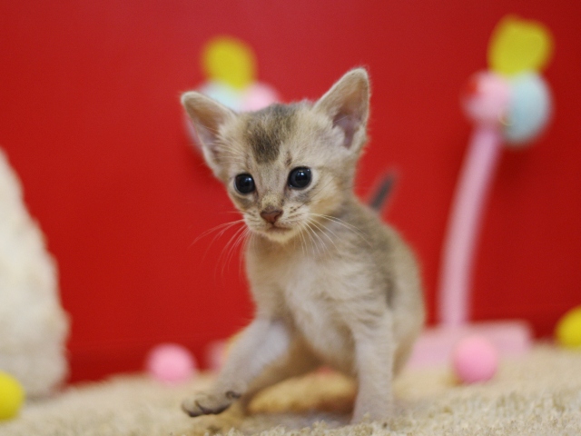 アビシニアンの子猫画像