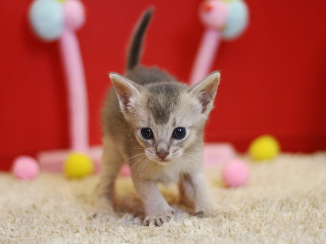 アビシニアンの子猫画像