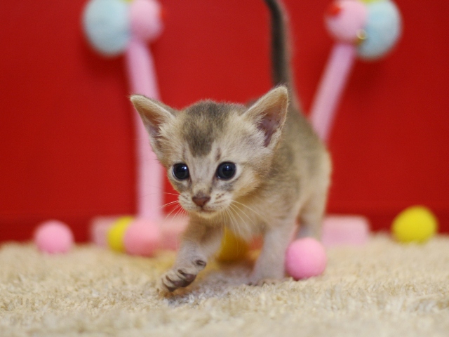 アビシニアンの子猫画像