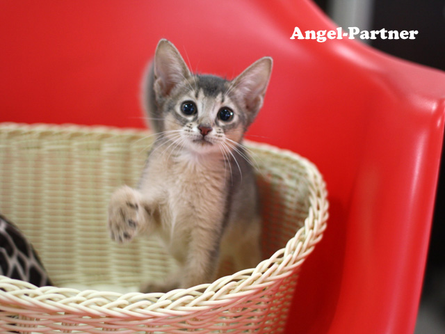 アビシニアンの子猫画像