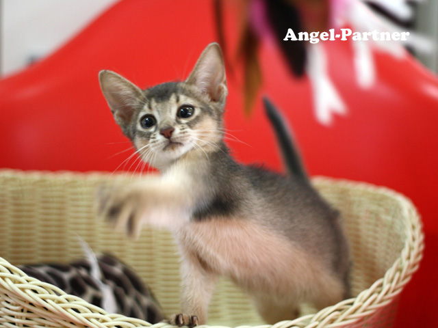 アビシニアンの子猫画像