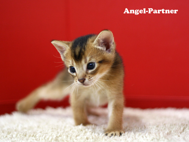 アビシニアンの子猫画像
