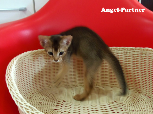 アビシニアンの子猫画像