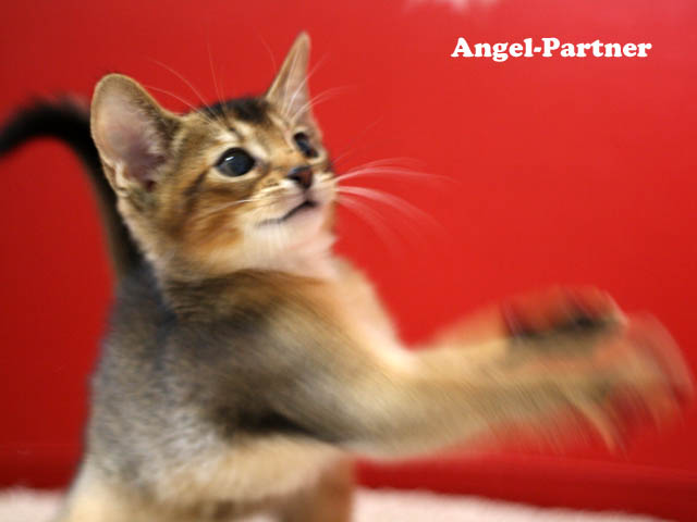 アビシニアンの子猫画像