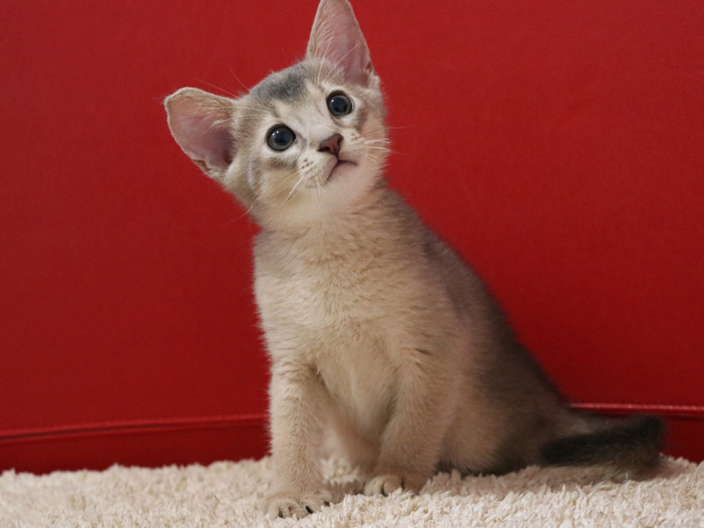 アビシニアンの子猫画像