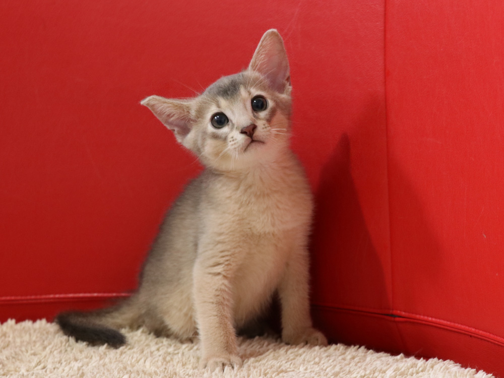 アビシニアンの子猫画像