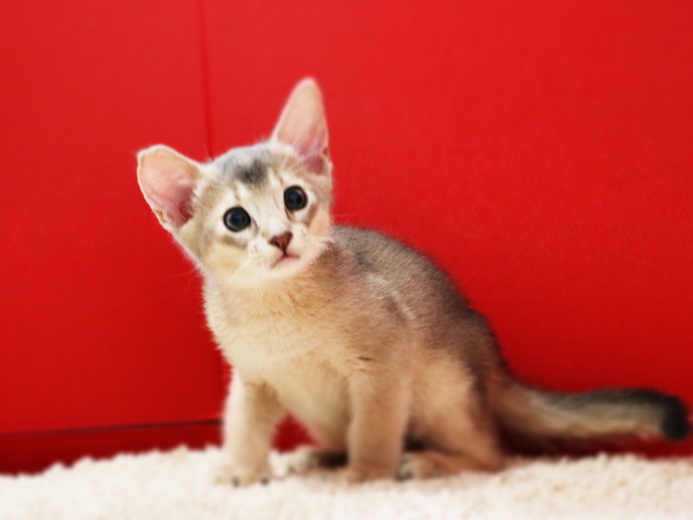 アビシニアンの子猫画像