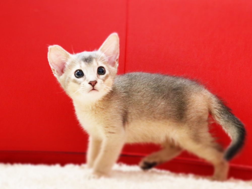 アビシニアンの子猫画像