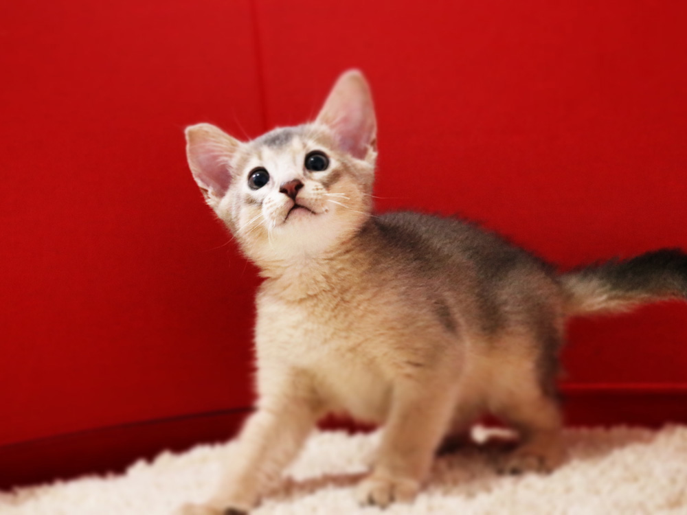 アビシニアンの子猫画像