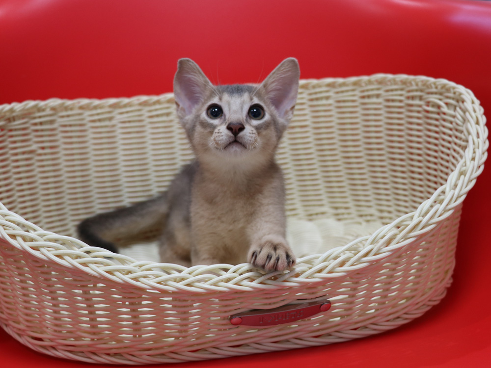 アビシニアンの子猫画像