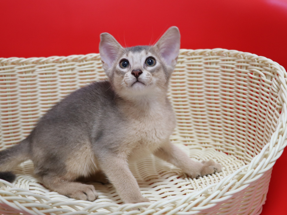 アビシニアンの子猫画像