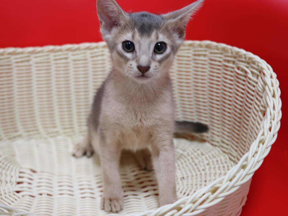 アビシニアンの子猫画像