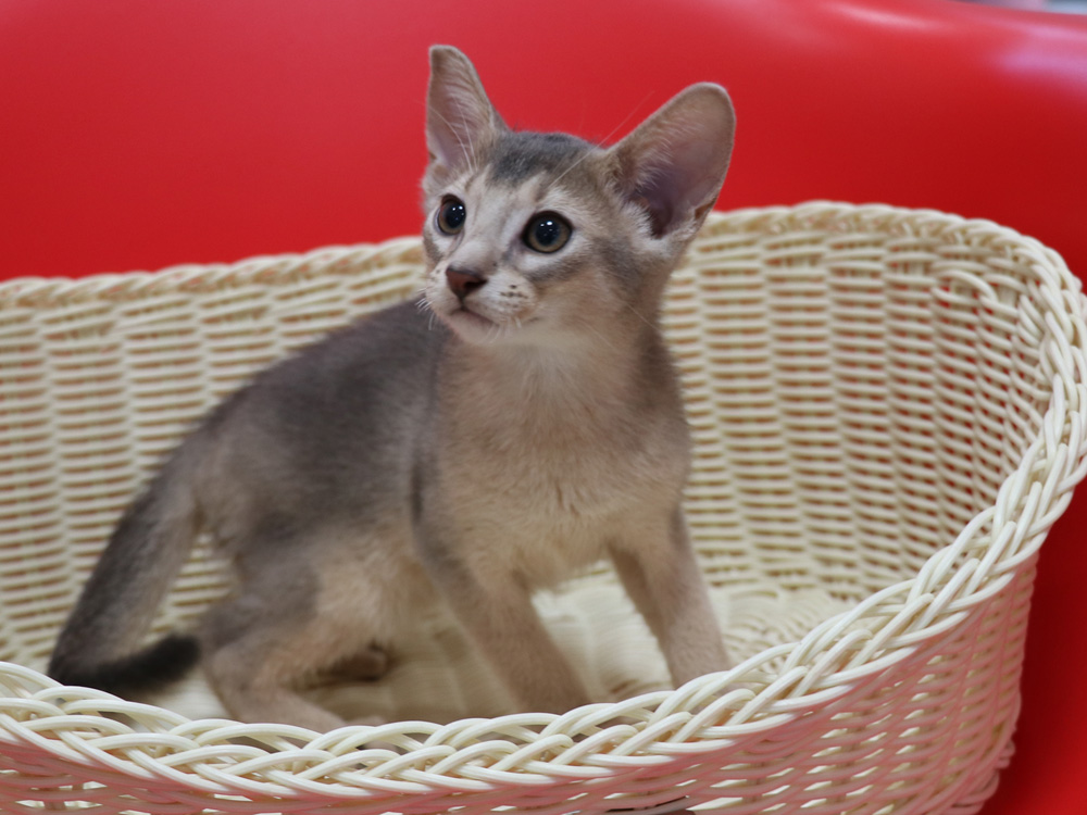 アビシニアンの子猫画像