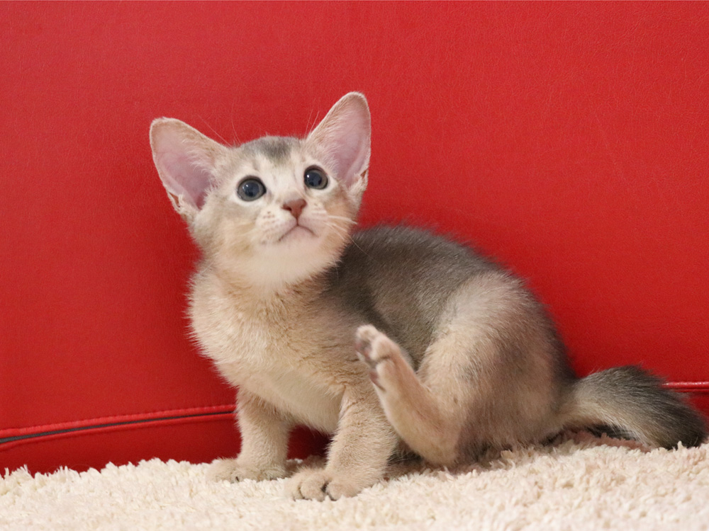アビシニアンの子猫画像
