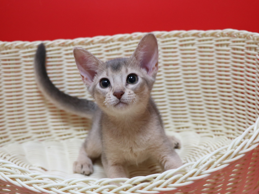 アビシニアンの子猫画像