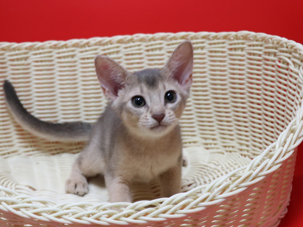 アビシニアンの子猫画像