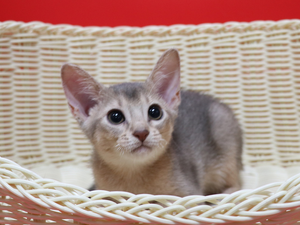 アビシニアンの子猫画像