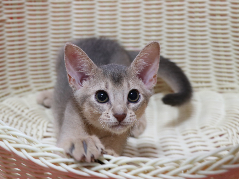 アビシニアンの子猫画像