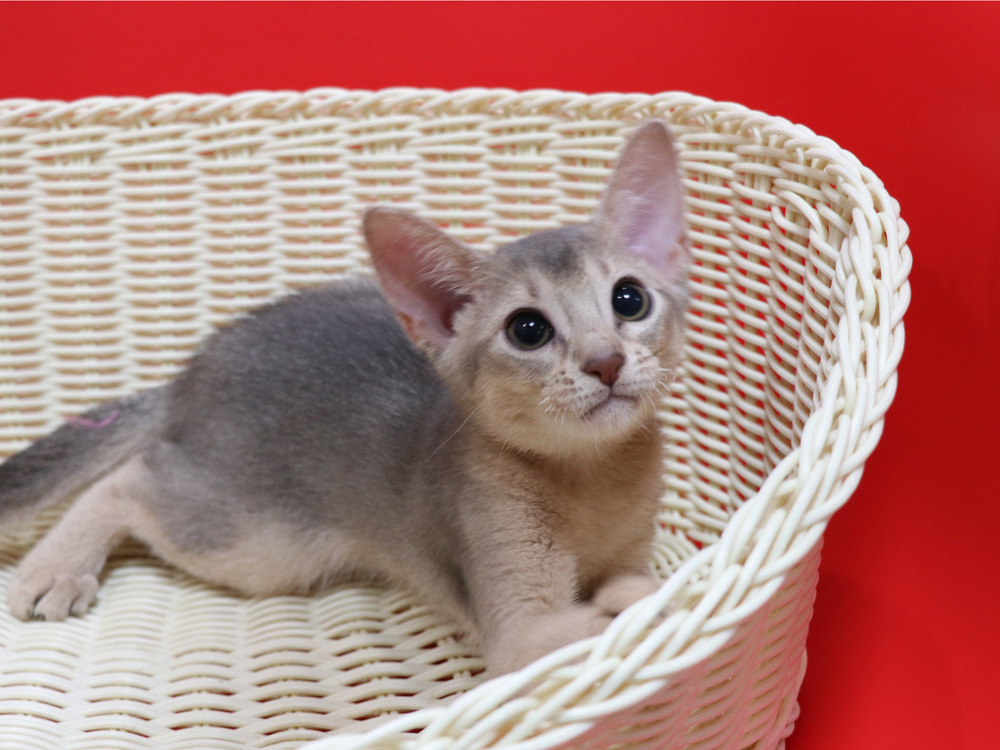 アビシニアンの子猫画像