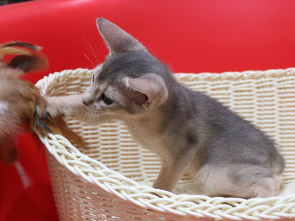 アビシニアンの子猫画像